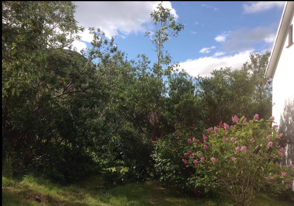 The garden- summer 2015