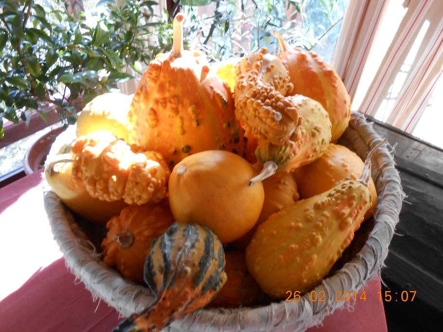 jolies coloquintes du jardin pour le régal des yeux