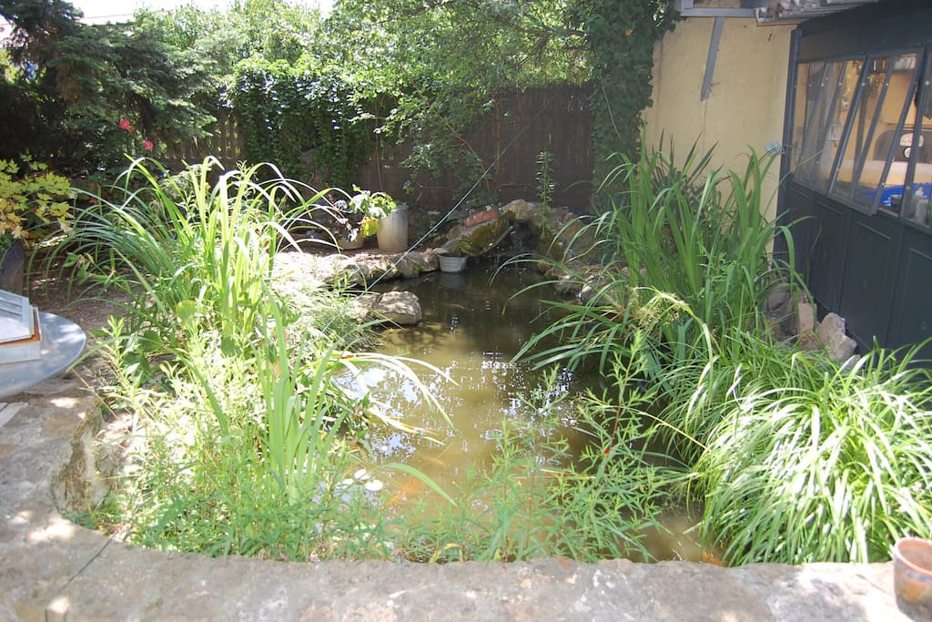 Bassin avec carpes Koï