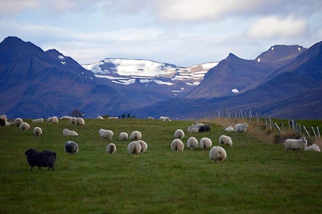 Sheeps, green gras, white mountains...
Photo: Kirsten Neumann