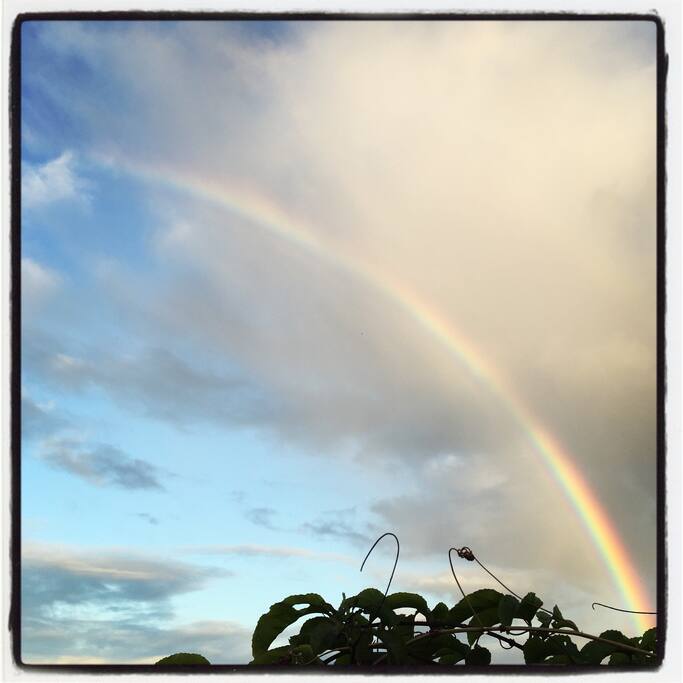 A morning rainbow, framed by lilikoi, which we have growing on your way down to the house.