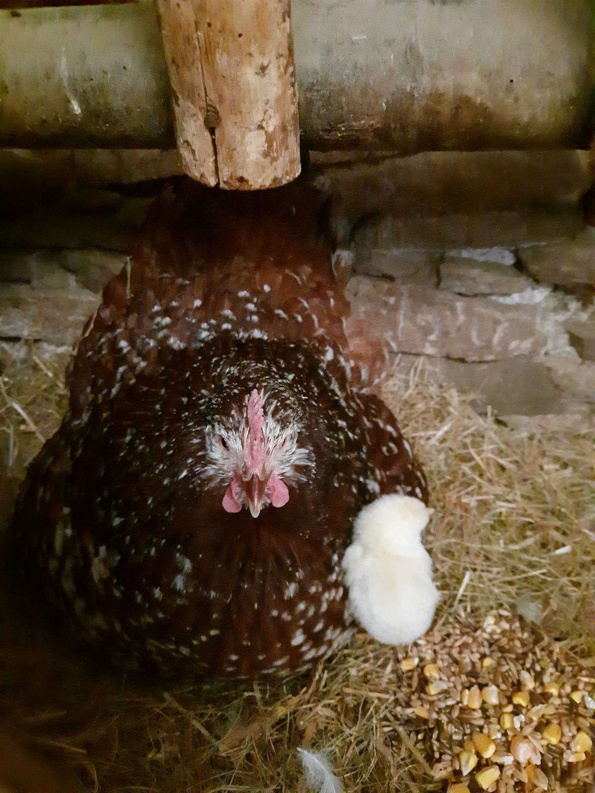 A brown hen is nestled on a bed of hay, with a small chick resting beside her. The environment features wooden structures in the background and scattered grains on the ground, indicating a natural setting for the animals.
