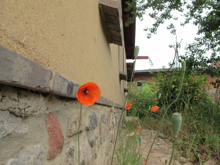 Ungestört: die Mohnblume