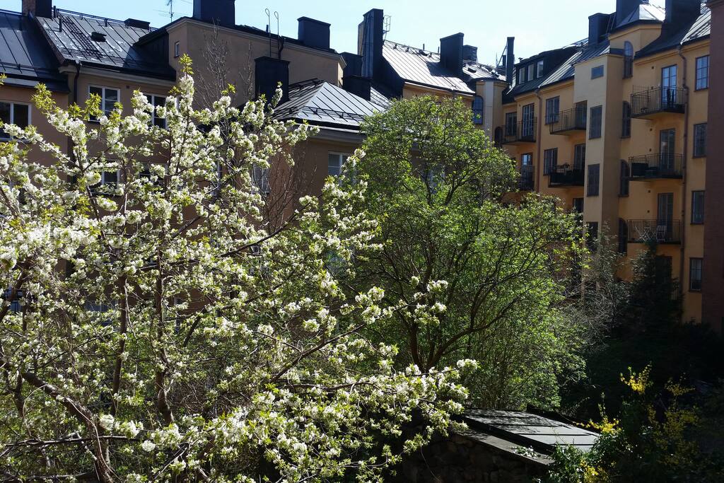 View from the balcony over the yard