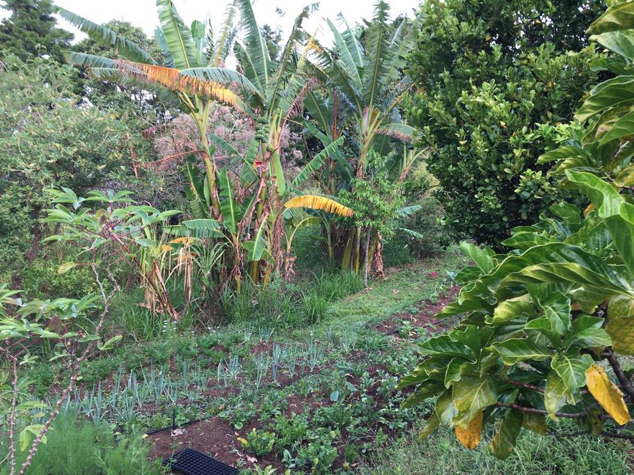 Some of our vegetable gardens and fruit trees