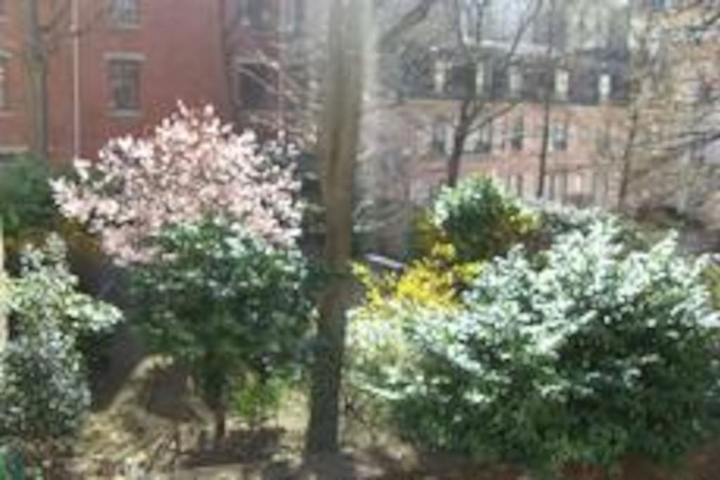view on the garden in front