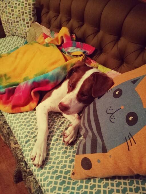 Jase, the sweetest dog in the world!