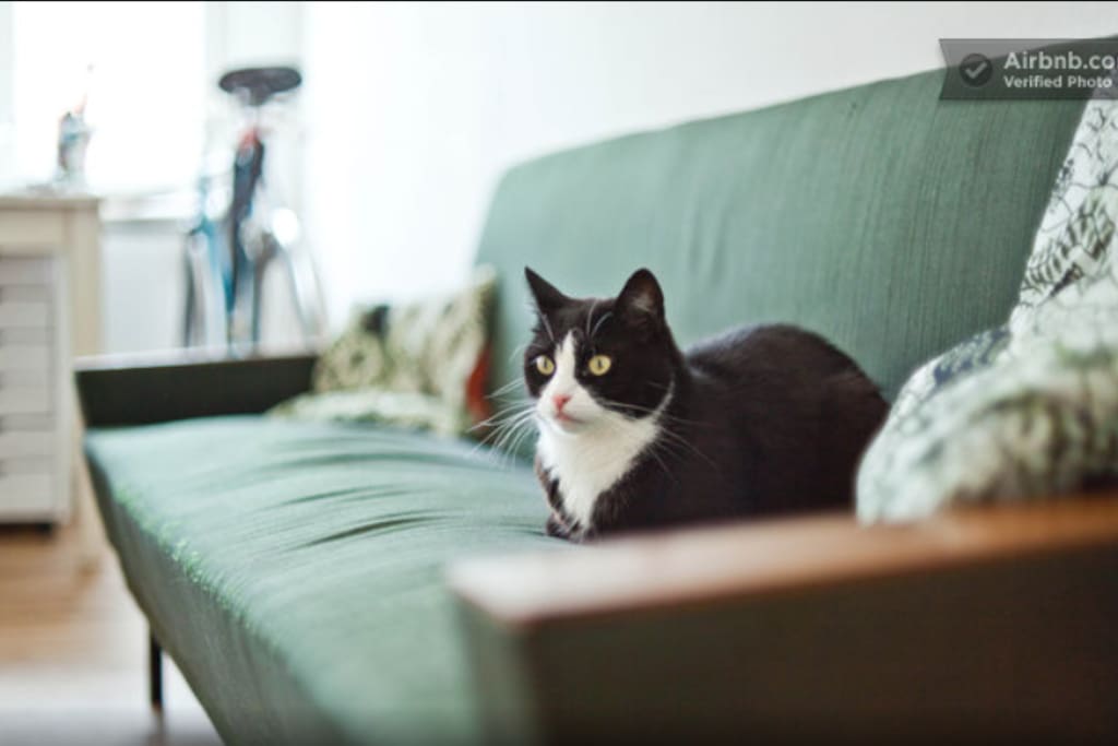 Unsere liebe Katze Kurt
