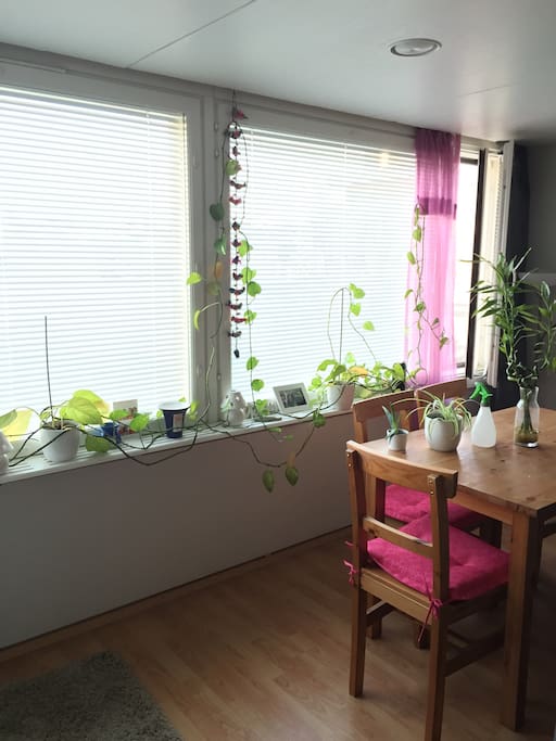 Dining table for four. You can enjoy the sun with my lovely plants