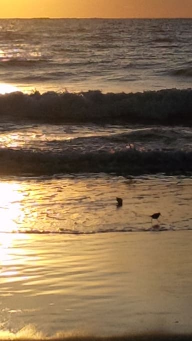 Sandpipers at Sunset