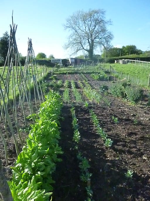 Our field of organic veges.