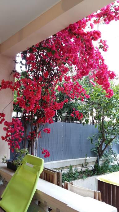 Bougainvillier en été / Bougainvillier in summer