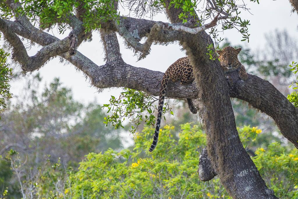 Yala Safari