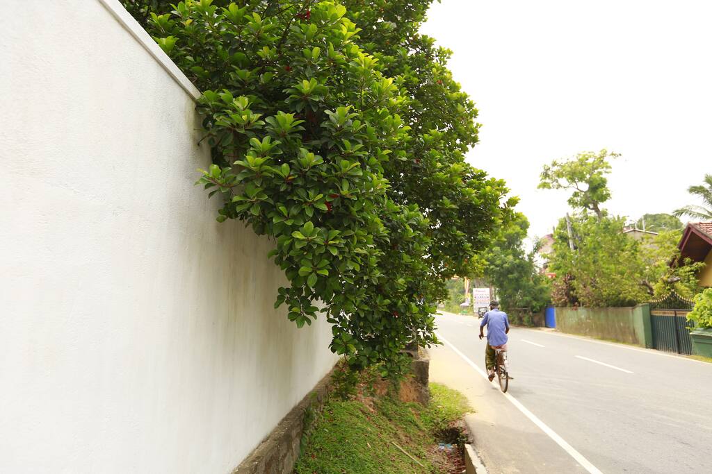 Front boundary wall