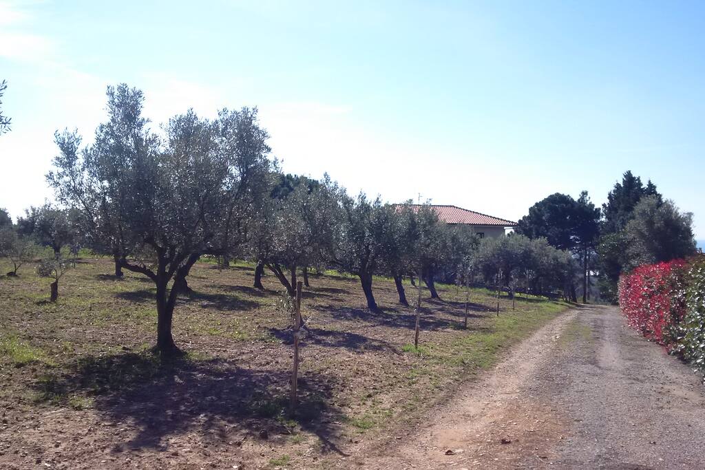 Viale d'ingresso