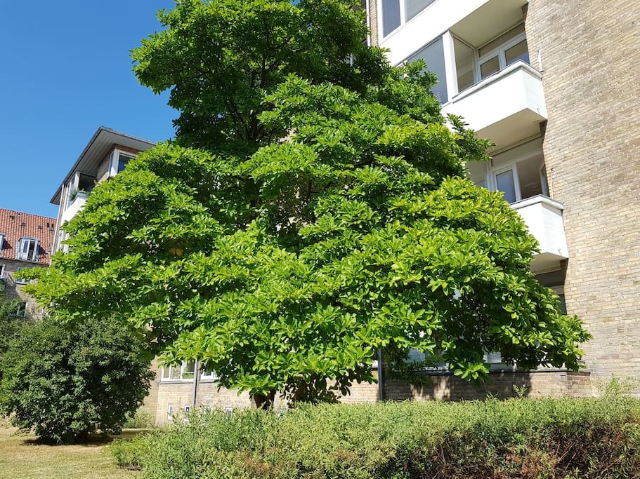 Tree infront of livingroom. My balchony in the right side of the photo.