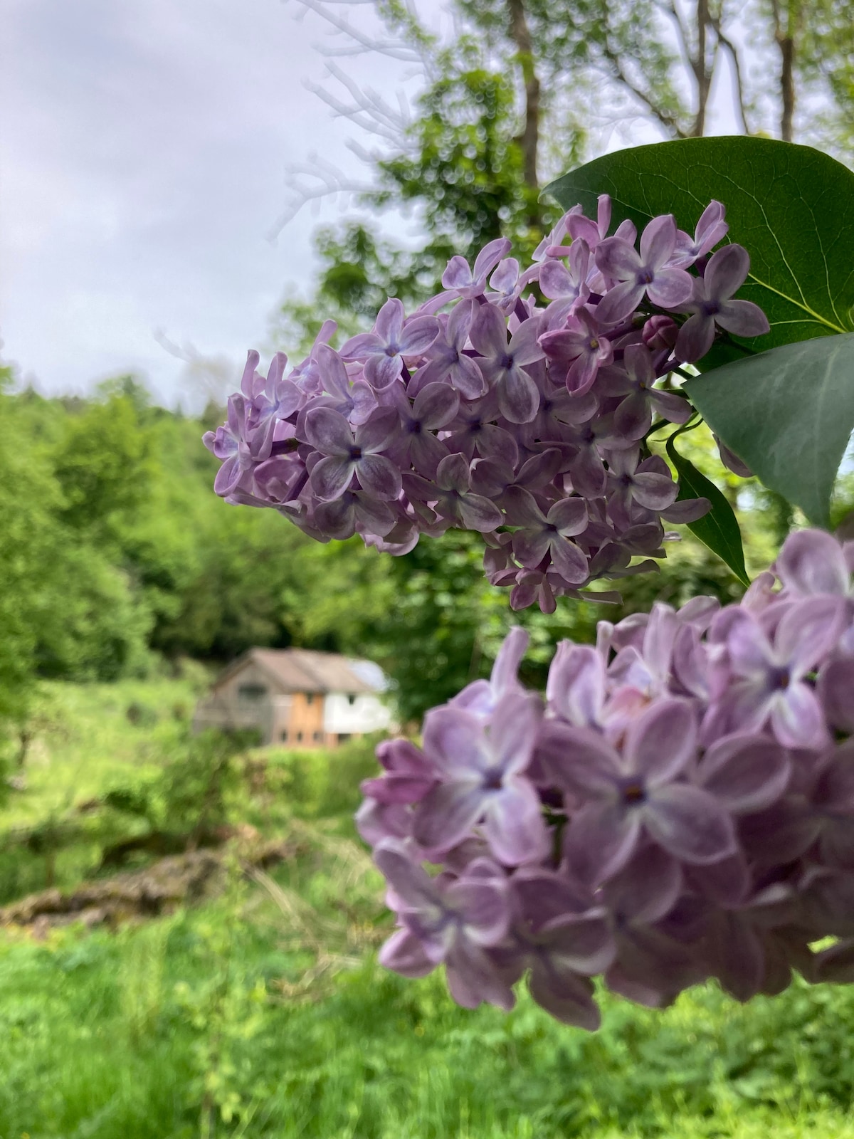 Clusters of purple lilac flowers are prominently featured in the foreground, surrounded by verdant foliage. In the background, a rustic building is nestled among the trees, partially obscured by greenery, underscoring the serene rural setting.