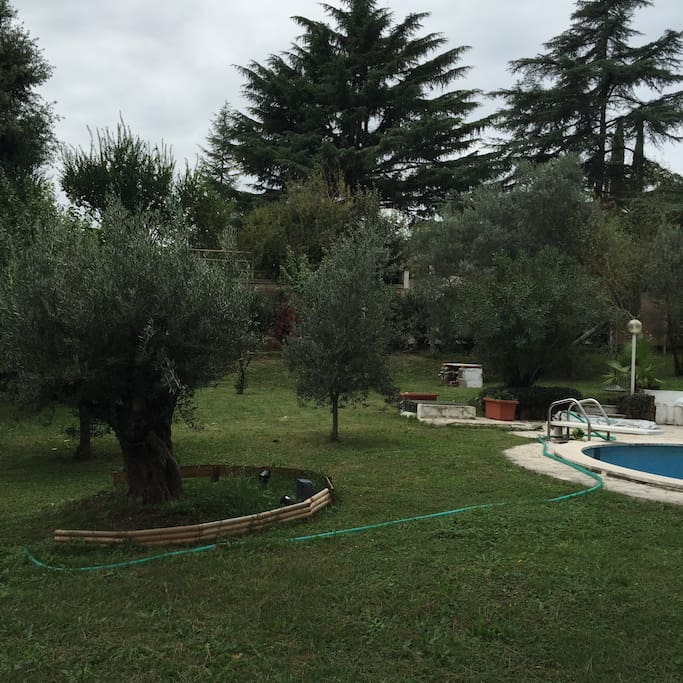 giardino posteriore piscina e ulivi secolari