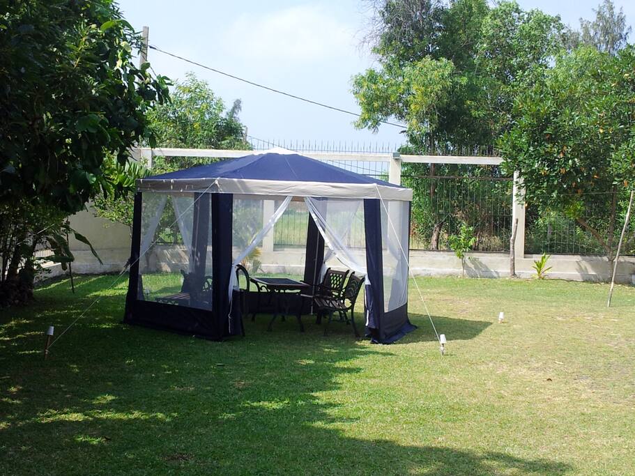 Back yard