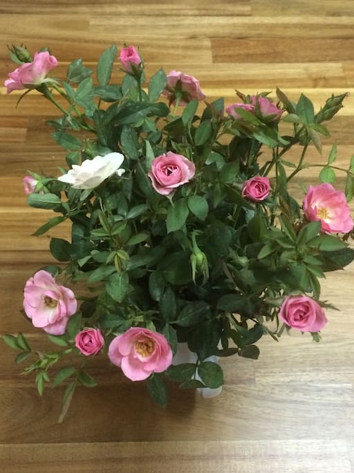 Fresh welcome flower