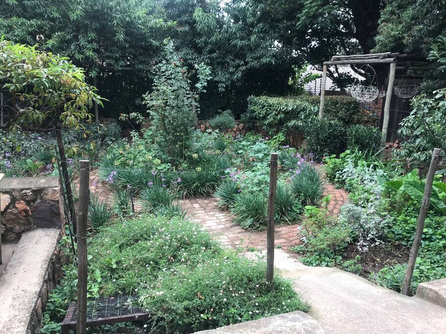 Vegetable garden with fresh mint for g and t!