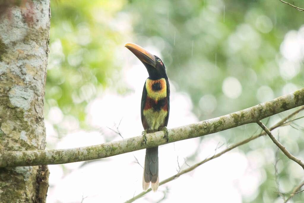 great wildlife