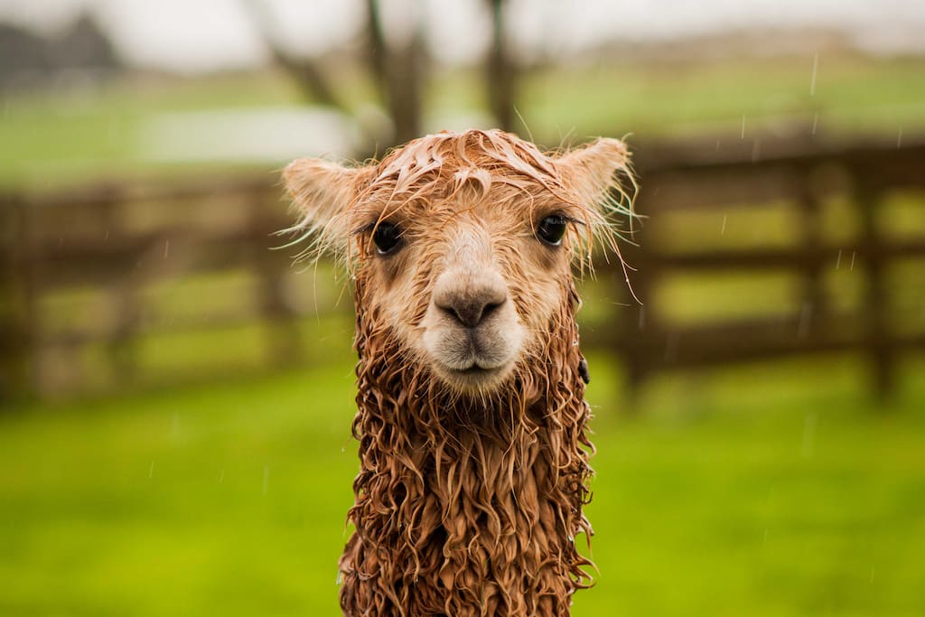 It rains ... sometimes