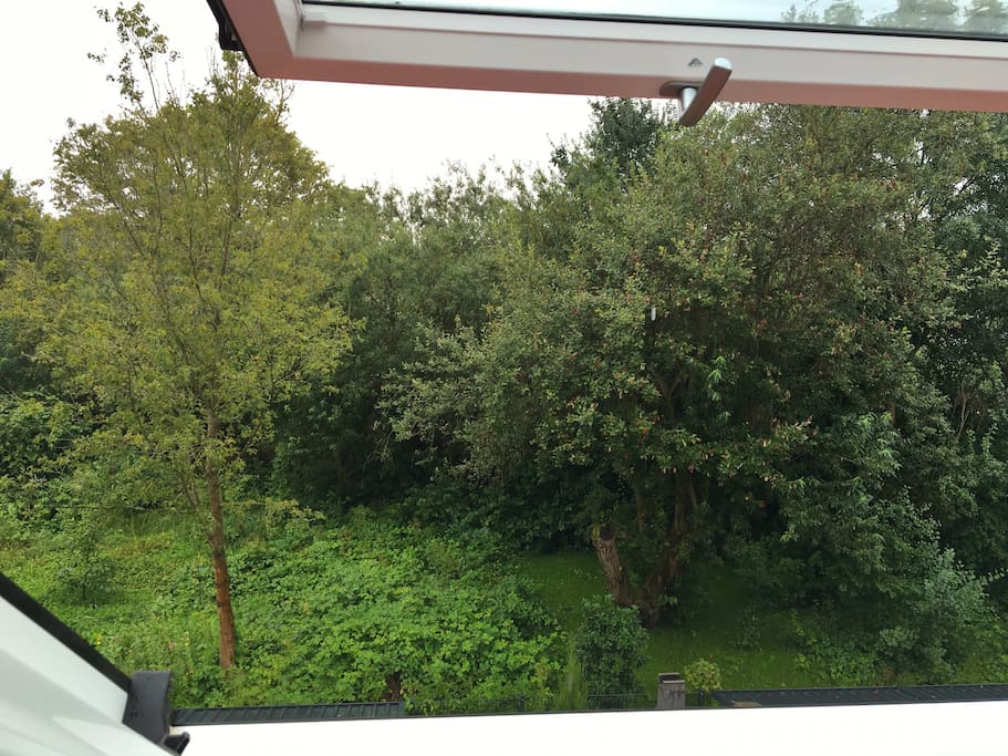 view in the garden