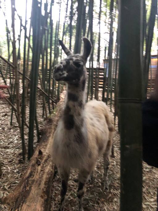 Atlanta Llama Alpaca Experience