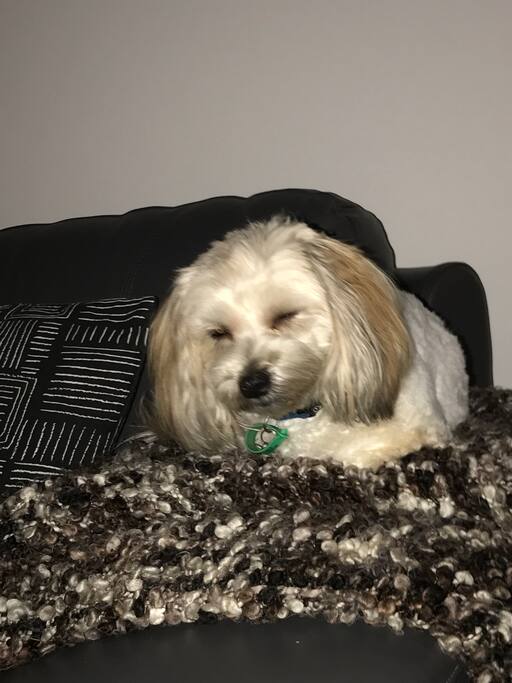 Mitzy the guard dog