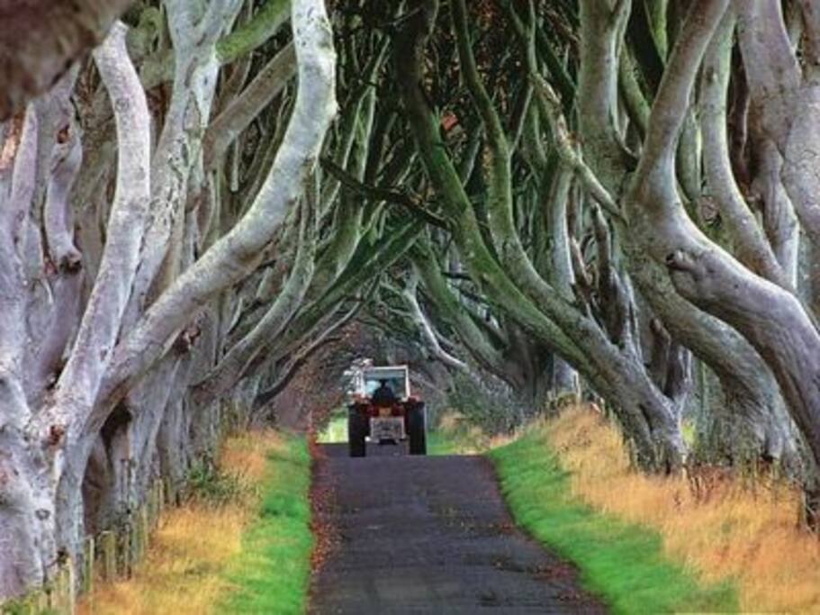 Dark Hedges