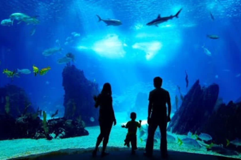 Cairns Aquarium