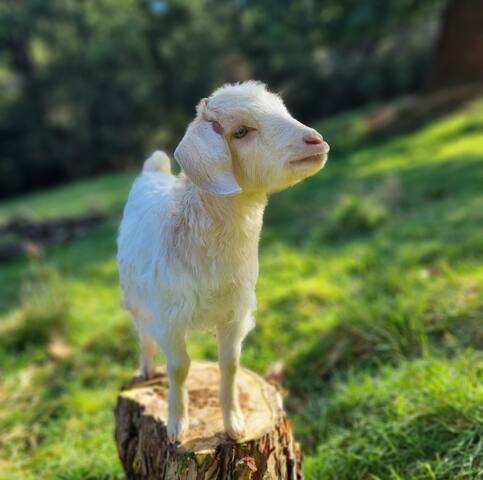 Redwood Haven, a beautiful 20 acre hobby farm.