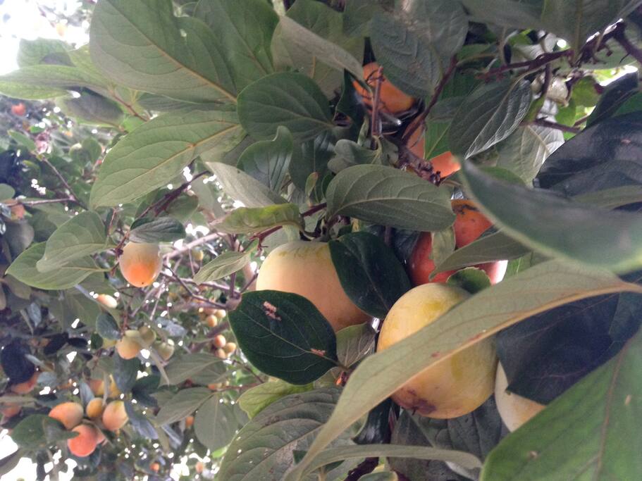Fruto orgânico sua época de colheita é na estação do Verão entre os meses de Janeiro e Fevereiro.