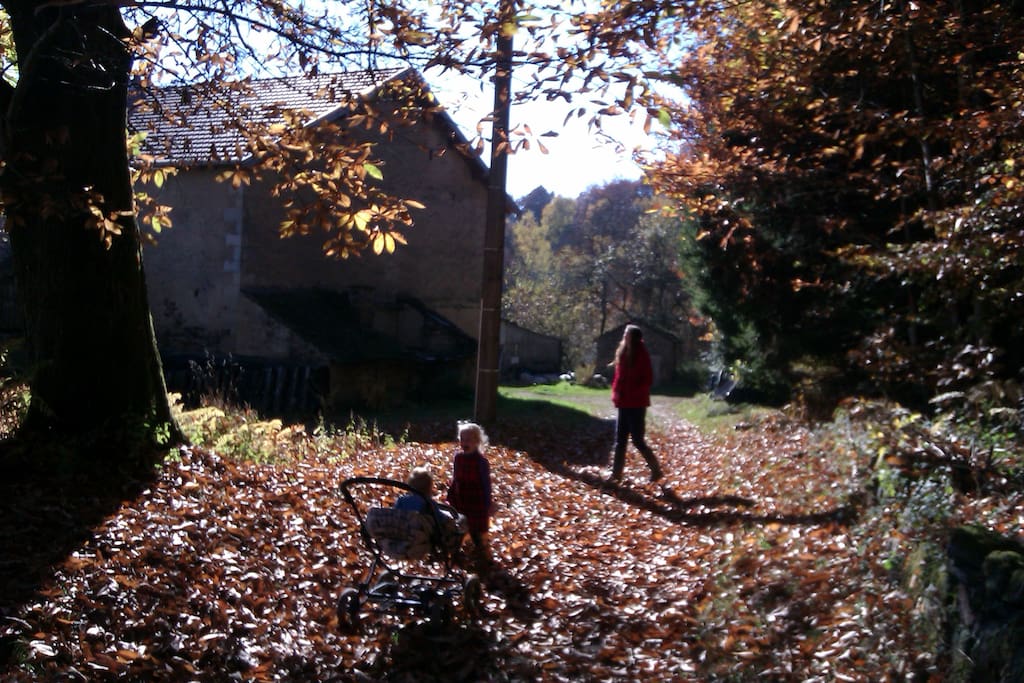 Chemin d'accès en automne
