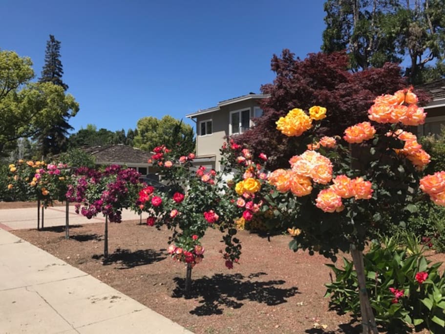 front yard view
