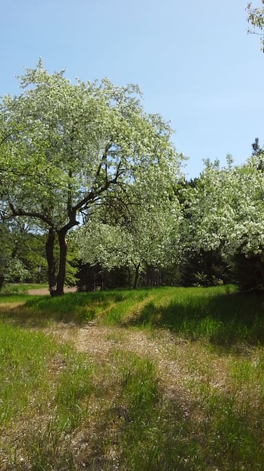Spring blossoms to enjoy on your walking trails.