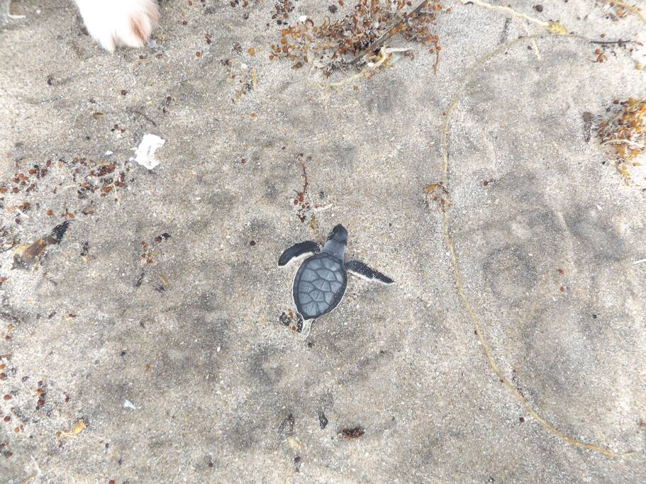 one of the top turtle nesting areas in the world