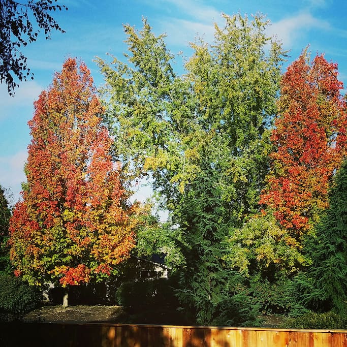 Full trees from the deck.