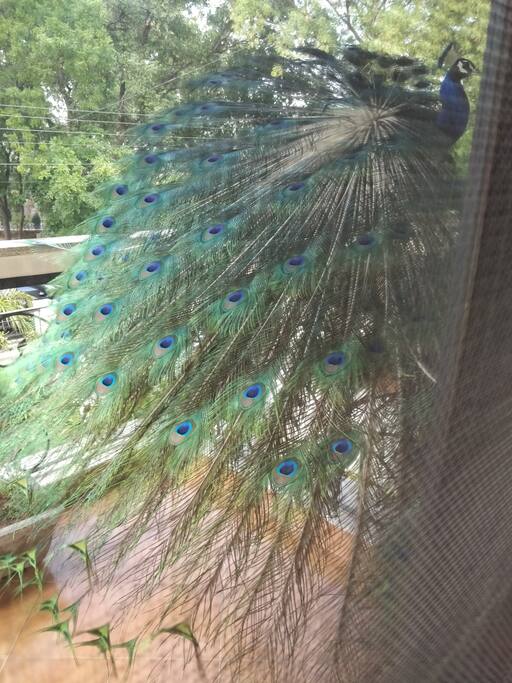 A peacock displaying it's glory