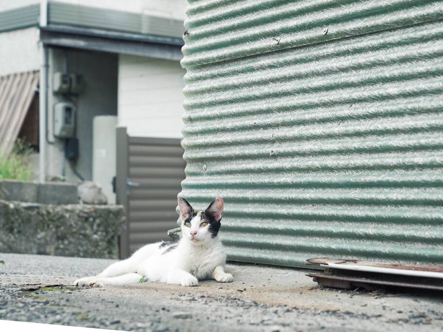 猫口 超过人口的樱花猫岛 男木岛 日本旅游攻略 尽在airbnb爱彼迎