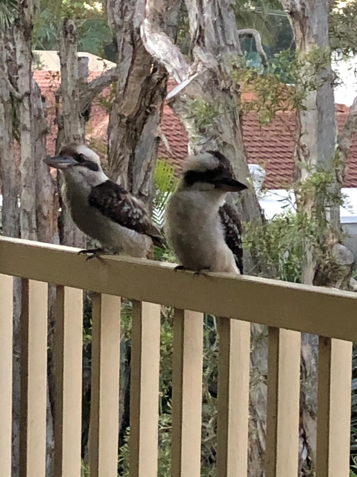 Two kookaburras are perched on a wooden railing, their distinctive feathers and features are highlighted against a blurred backdrop of trees and rooftops. The scene captures a natural setting, inviting a sense of tranquility and connection with local wildlife.