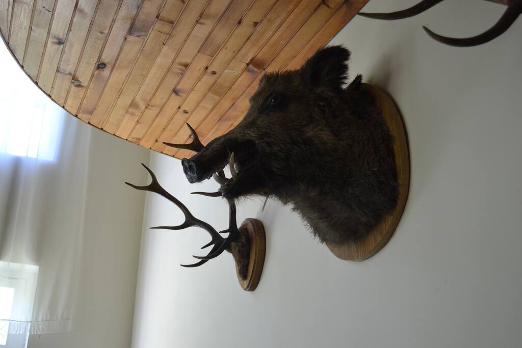 Wild boar