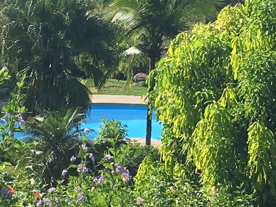Pool view through the trees