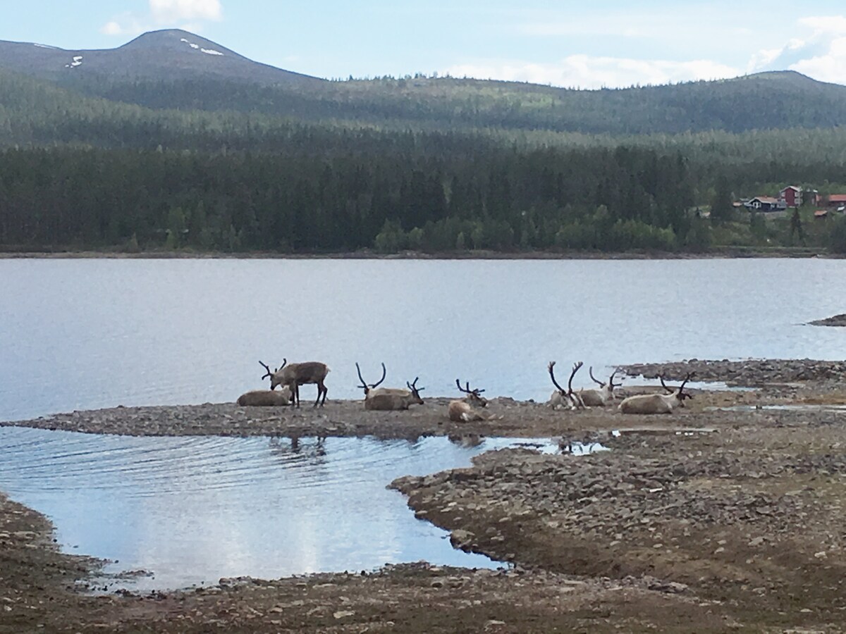 Tält vid vattnet och fjäll. Tillgång till lägenhet Tält Tält vid vattnet och fjäll. Tillgång till lägenhet Tält