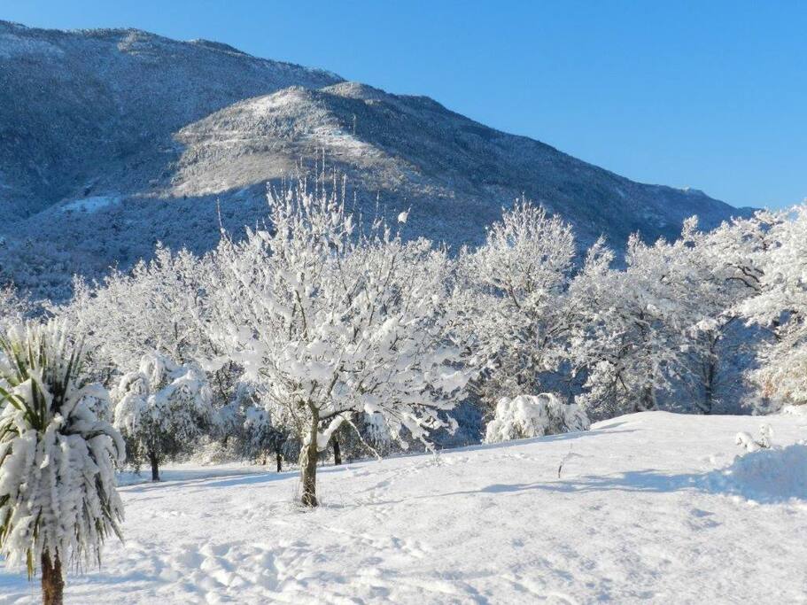 Le jardin en hiver sous la neige