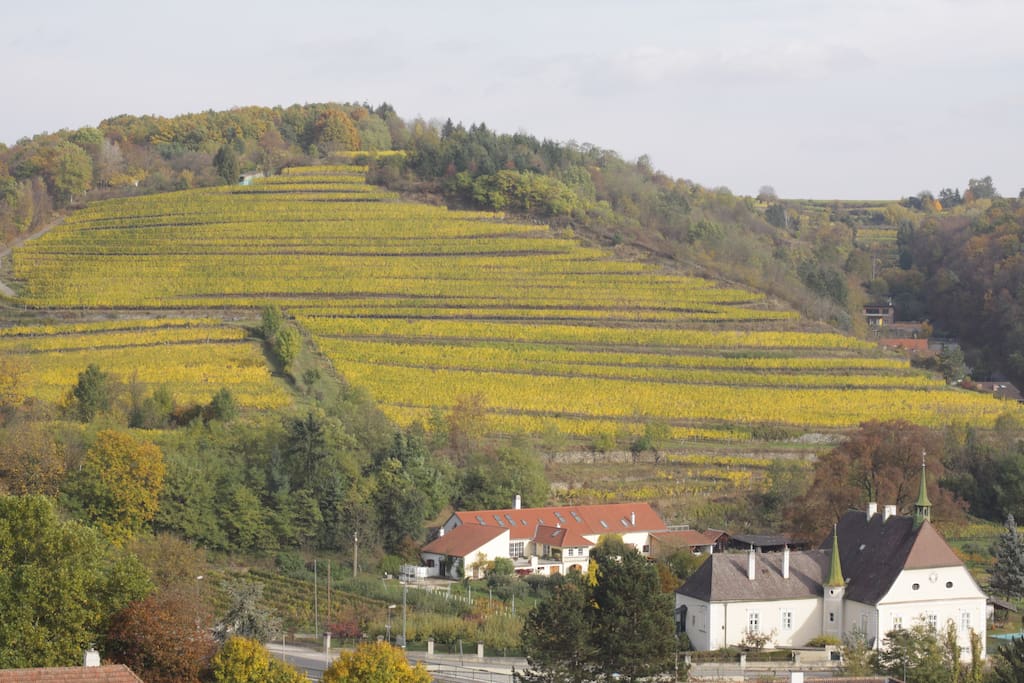 Blick auf benachbarten Weinberg