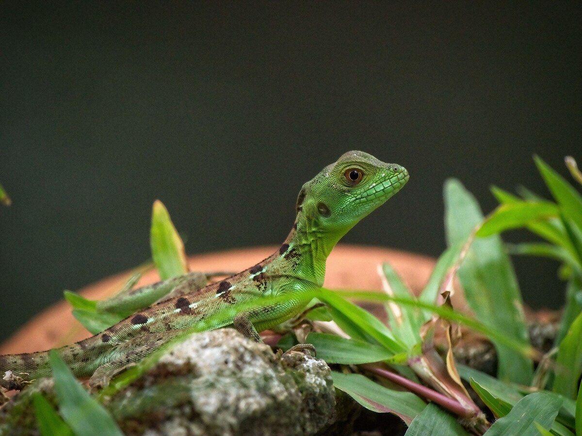 A green lizard perches on a rocky surface, surrounded by lush green foliage. Its vibrant scales glisten in the natural light, while the intricate patterns on its skin provide a striking contrast against the greenery.