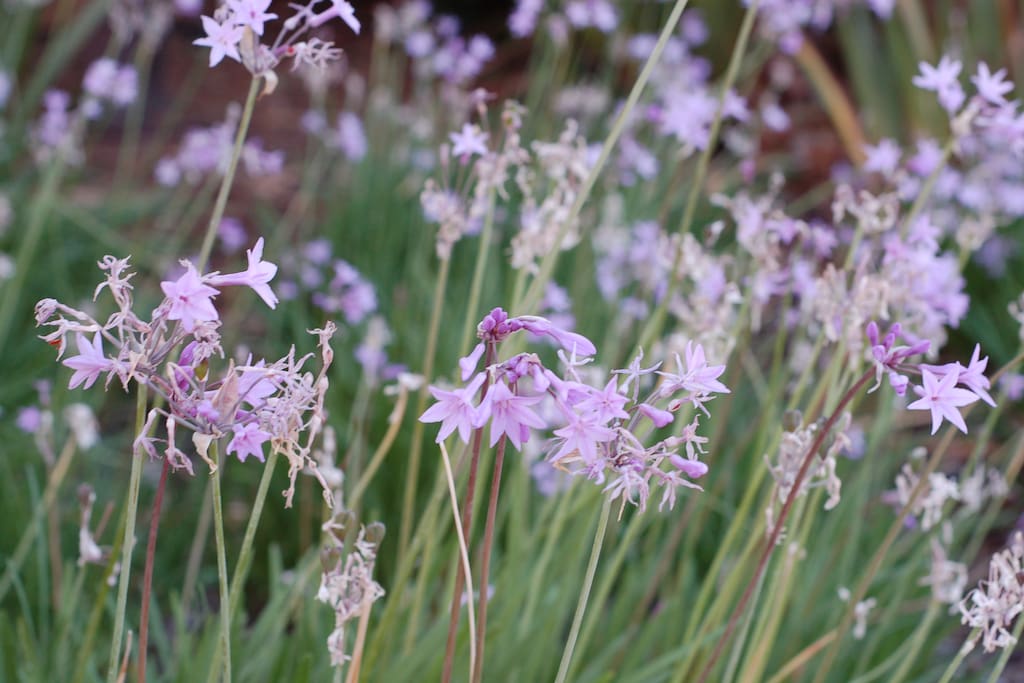 Common area garden