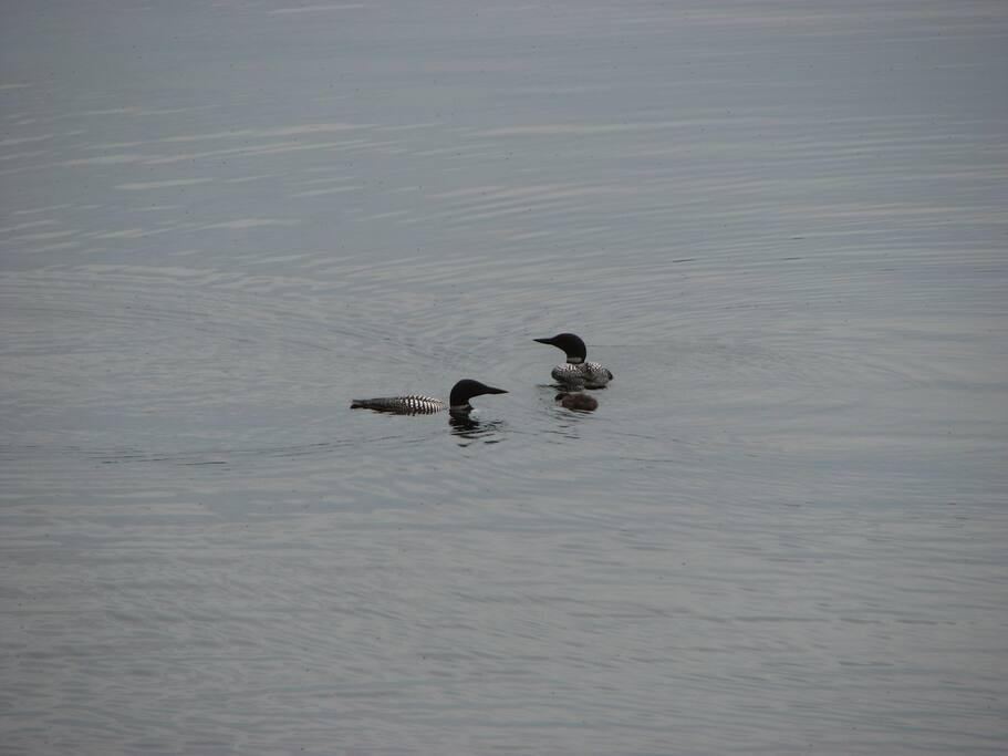 Listen to the loons